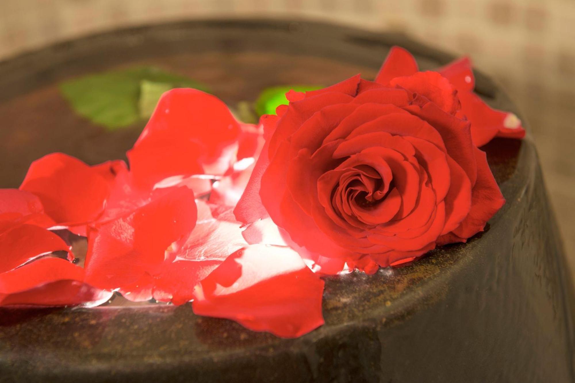 Le Meridien Dubai Hotel & Conference Centre Екстериор снимка A rose